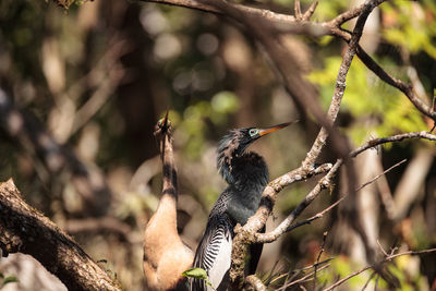 Close-up of a bird perching on branch