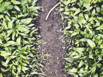 High angle view of plants growing on field