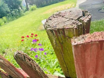 Close-up of wooden fence on tree stump