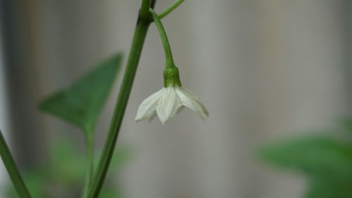 Close-up of flower against blurred background