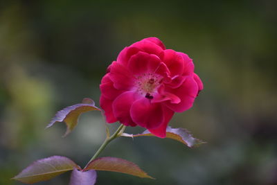 Close-up of pink rose