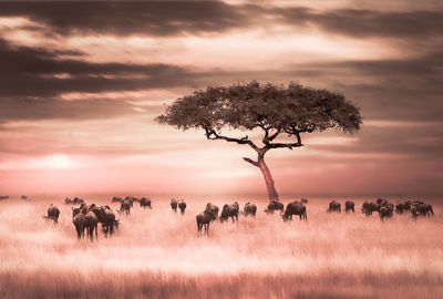 Tree and group of animals on field against sky during sunset