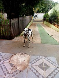 View of dog on footpath