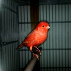 Close-up of parrot in cage