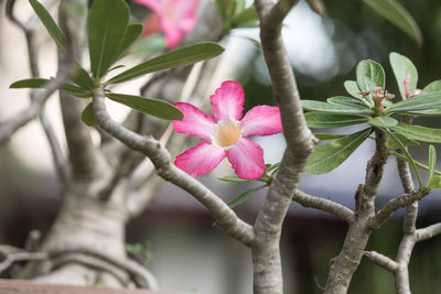 Close-up of pink flowers blooming outdoors