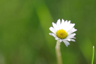 Close-up of white flower blooming outdoors