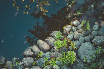 High angle view of dead plants in sea