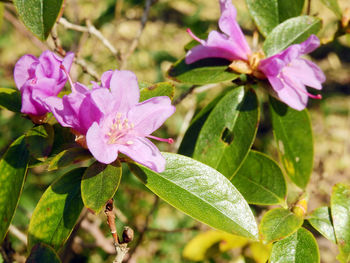 Close-up of pink flowers blooming outdoors