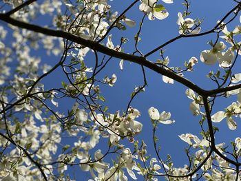 Low angle view of magnolia blossoms against blue sky