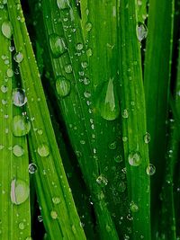 Close-up of wet spider web on grass