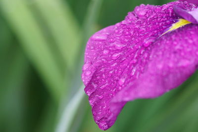 Close-up of pink rose flower