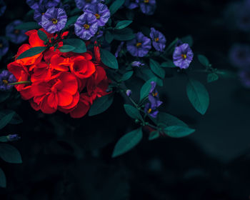 Close-up of red flowering plant