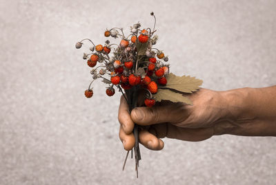 Close-up of hand holding orange flowers