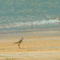 Bird on beach