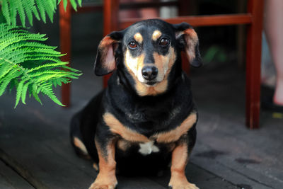 Portrait of dachshund sitting on wooden floor