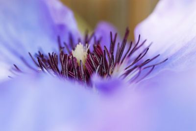 Close-up of purple flowering plant