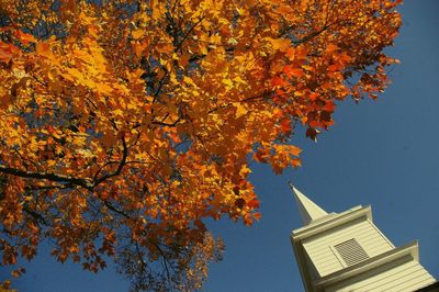 Low angle view of autumn trees