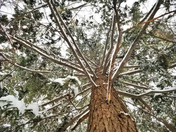 Low angle view of tree in forest during winter