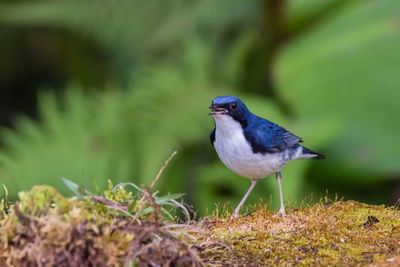 Close-up of bird perching on a field