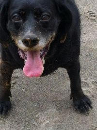 Close-up of dog