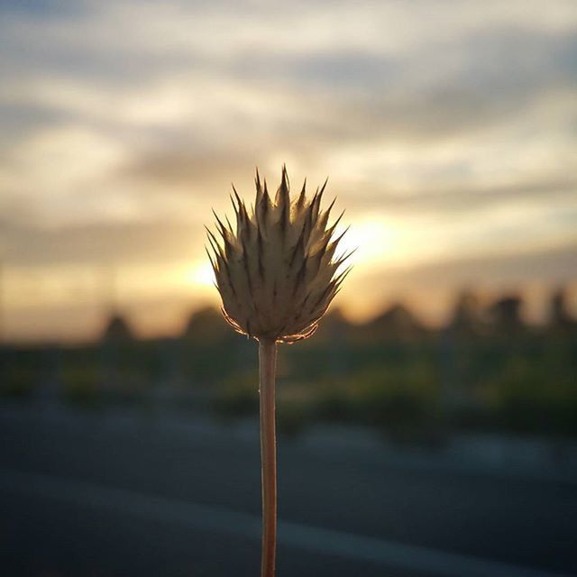 focus on foreground, growth, stem, flower, close-up, fragility, nature, plant, beauty in nature, freshness, sky, sunset, field, dandelion, tranquility, uncultivated, selective focus, flower head, growing, outdoors