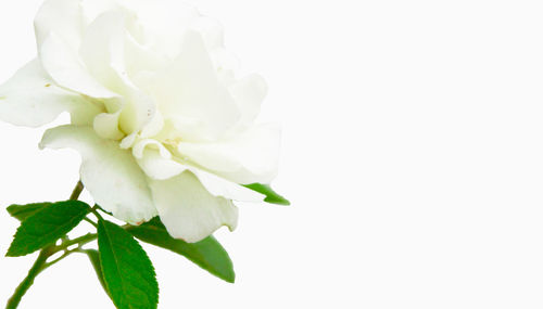 Close-up of white flowers