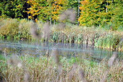 Reflection of trees in lake