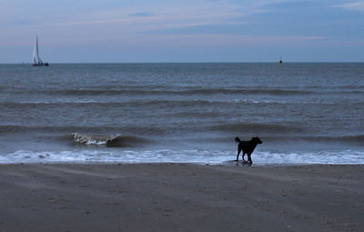 Lonely dog on beach against autumn sky