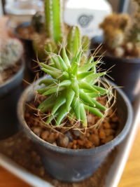 High angle view of potted cactus on table