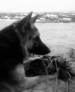 Close-up of a dog