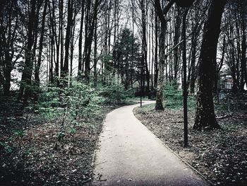 Empty road amidst trees in forest