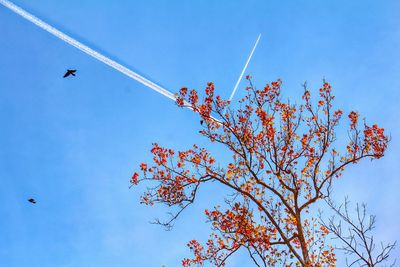 Low angle view of trees against blue sky