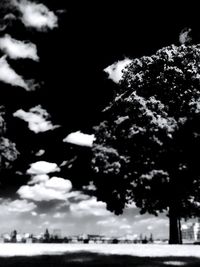 Trees against cloudy sky