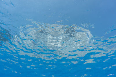 Close-up of swimming underwater