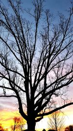 Silhouette tree against sky during sunset