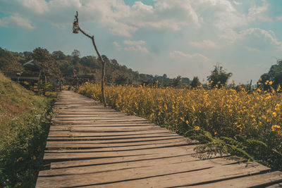 Footpath amidst plants on field against sky