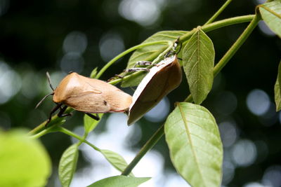 Close-up of plant