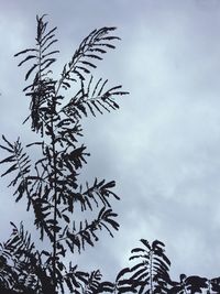 Low angle view of tree against sky