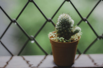 Close-up of potted plant on table