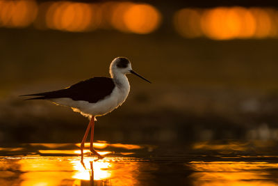 Seagull perching on a lake