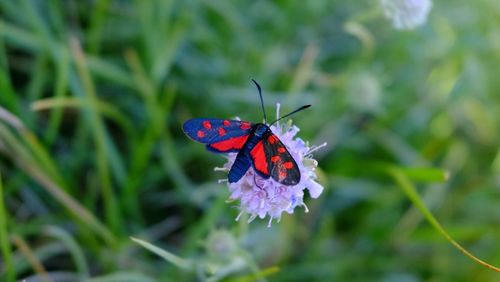 Close-up of butterfly on flower
