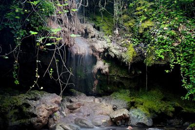 Scenic view of waterfall in forest