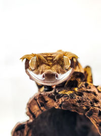 Close-up of lizard