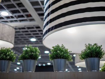 Low angle view of potted plants in building