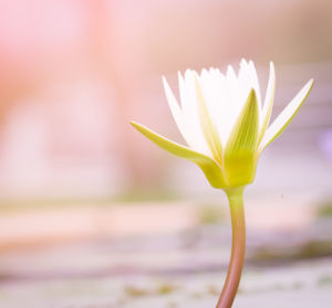 Close-up of flowering plant