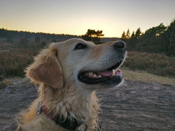 Close-up of dog against sky at sunset