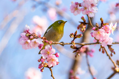 Close-up of bird perching on tree against sky