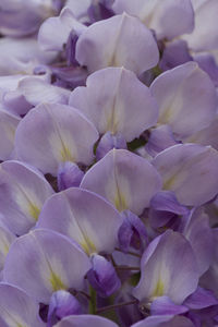 Full frame shot of purple flowering plant