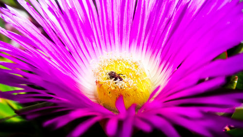 Close-up of honey bee pollinating on pink flower