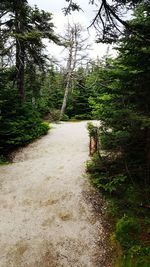 Dirt road amidst trees